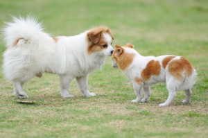 Socializar cães pequenos