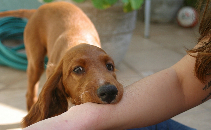 sonhar com cachorro mordendo