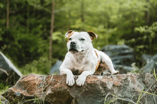 staffbull