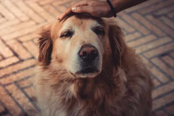 O que é o temperamento de um cão temperamento cachorro