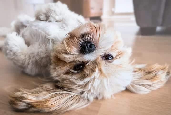 tirar-cheiro-de-cachorro