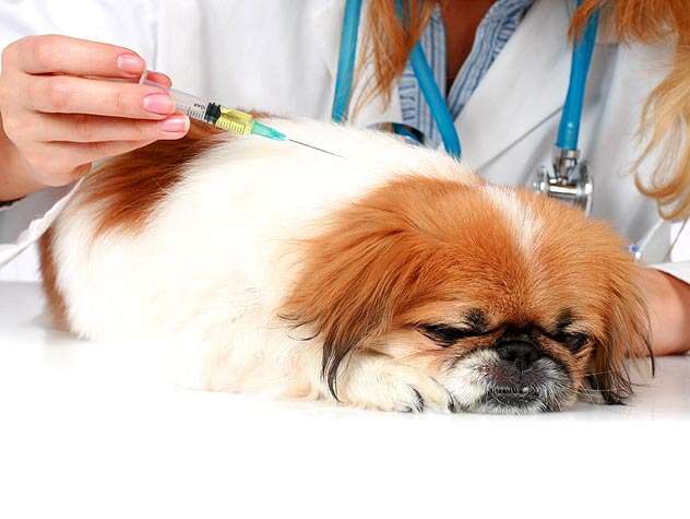 vacinas cachorro