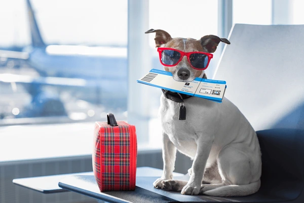 viajar-com-cachorro